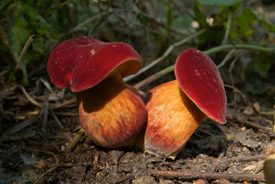 Моховик красный (Boletus rubellus)