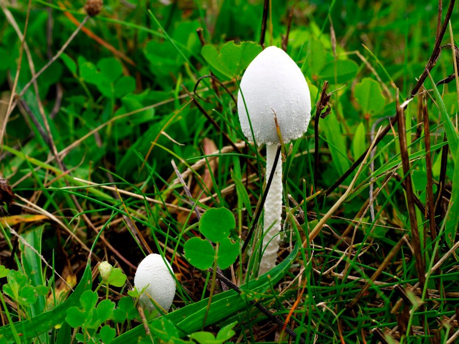 Coprinus Niveus