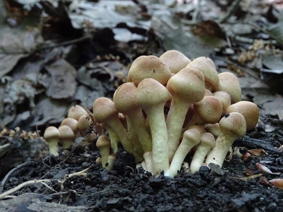 Псатирелла водолюбивая