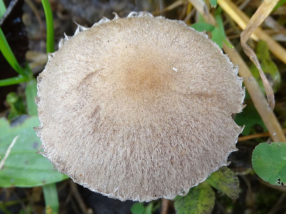 Гриб Псатирелла бархатистая