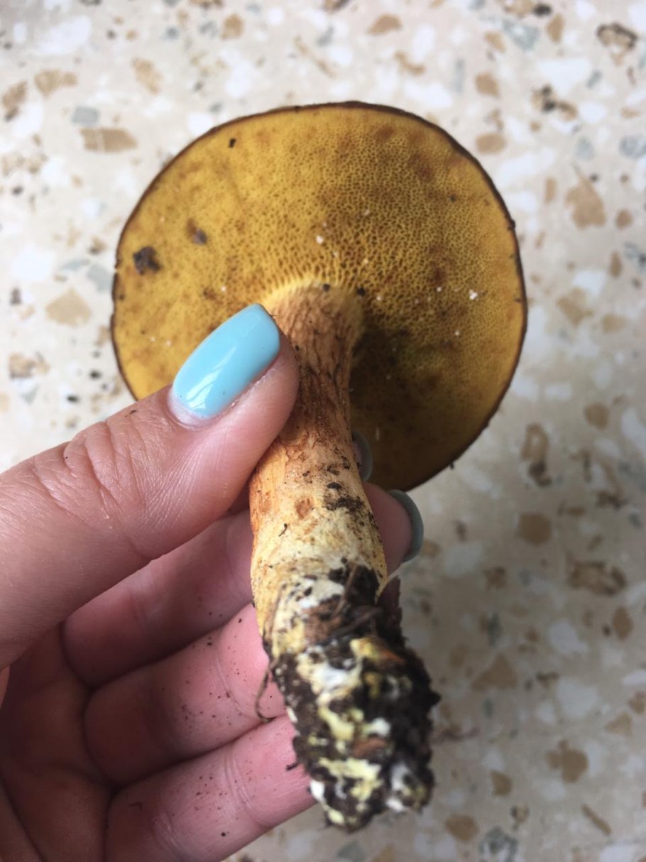 Моховик бархатный Xerocomus pruinatus