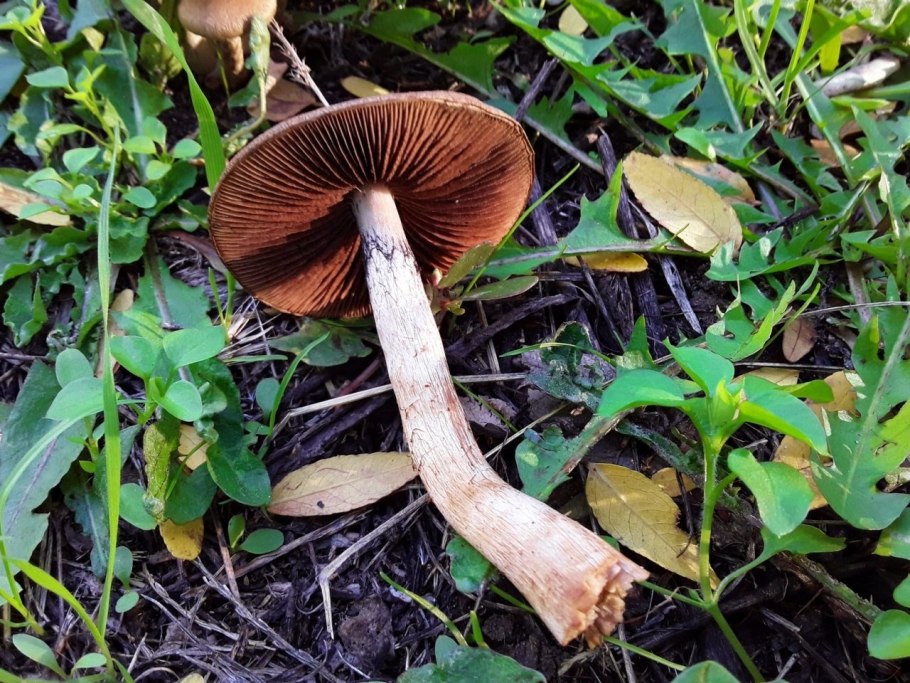 Псатирелла бархатистая (Psathyrella lacrymabunda)