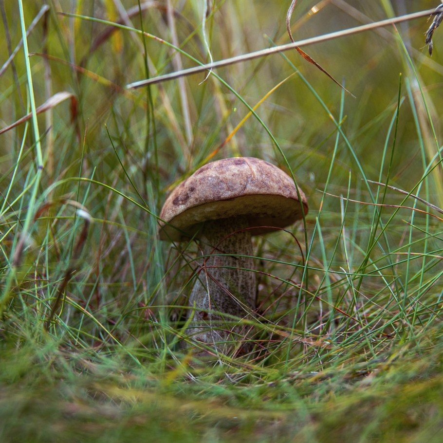На Поляне растут грибы