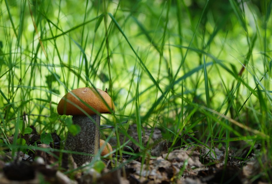 Грибы спрятались в траве