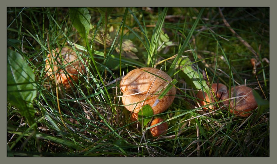 Луговая поганка гриб