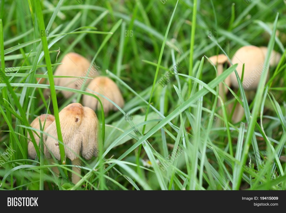 Природа грибы ягоды