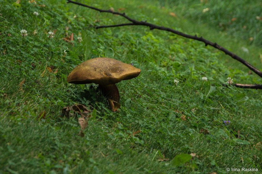Грибы на лугу