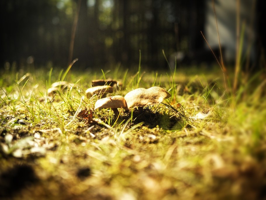 Луговой белый гриб