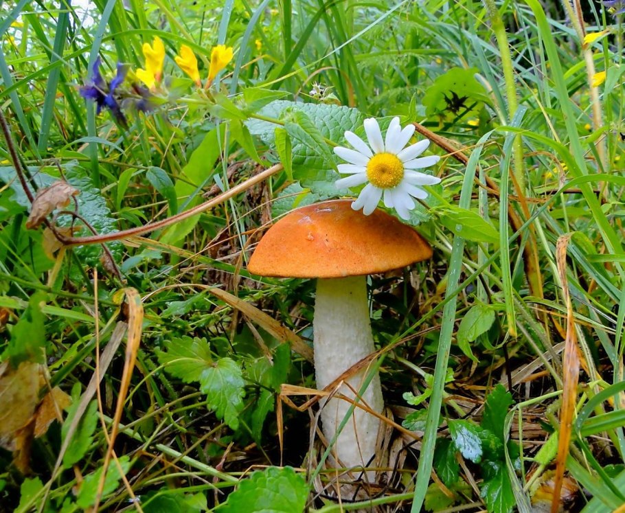 Грибная Поляна