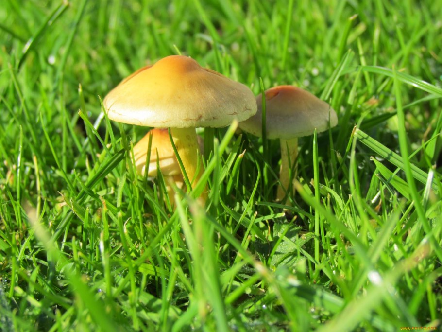 Грибы растущие семьями в траве