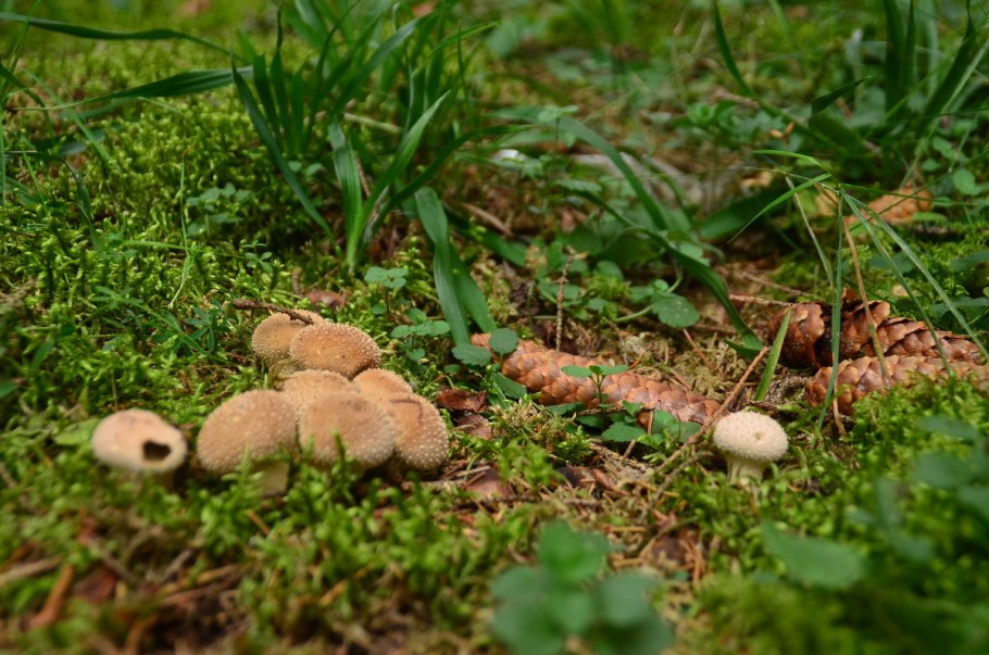 Грибы дорожки