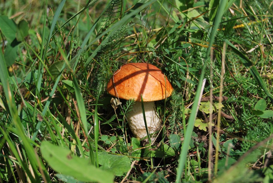 Грибы на опушке леса