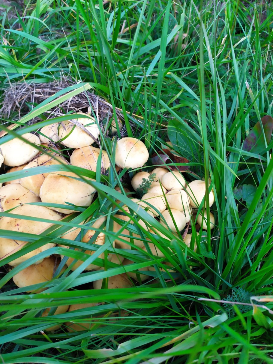 Летние грибы растущие на Поляне