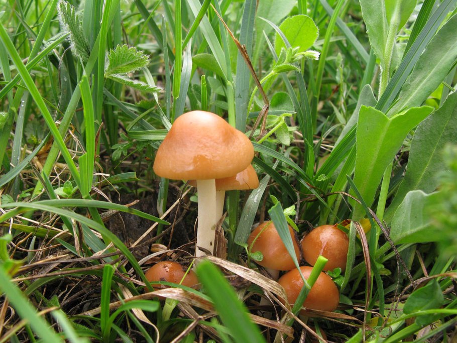 Говорушка дымчатая Ведьмин круг