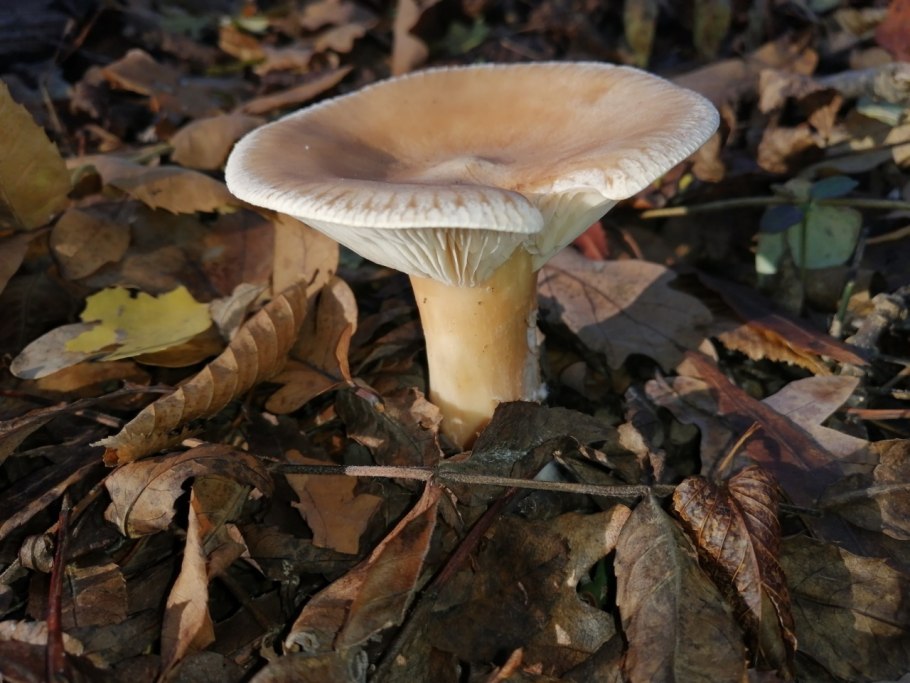 Говорушка подогнутая (Clitocybe geotropa)