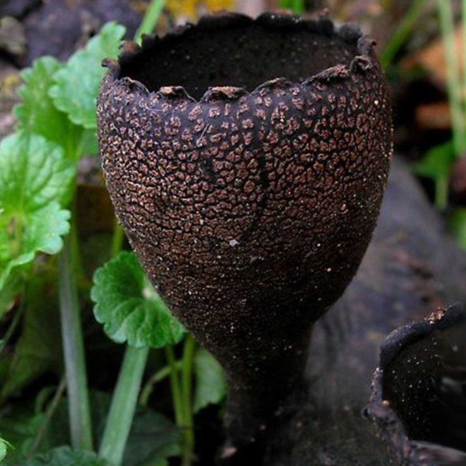 Говорушка лиловоногая