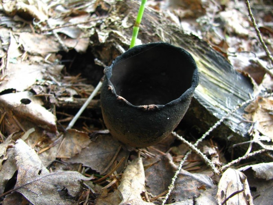 Black Violet Mushroom
