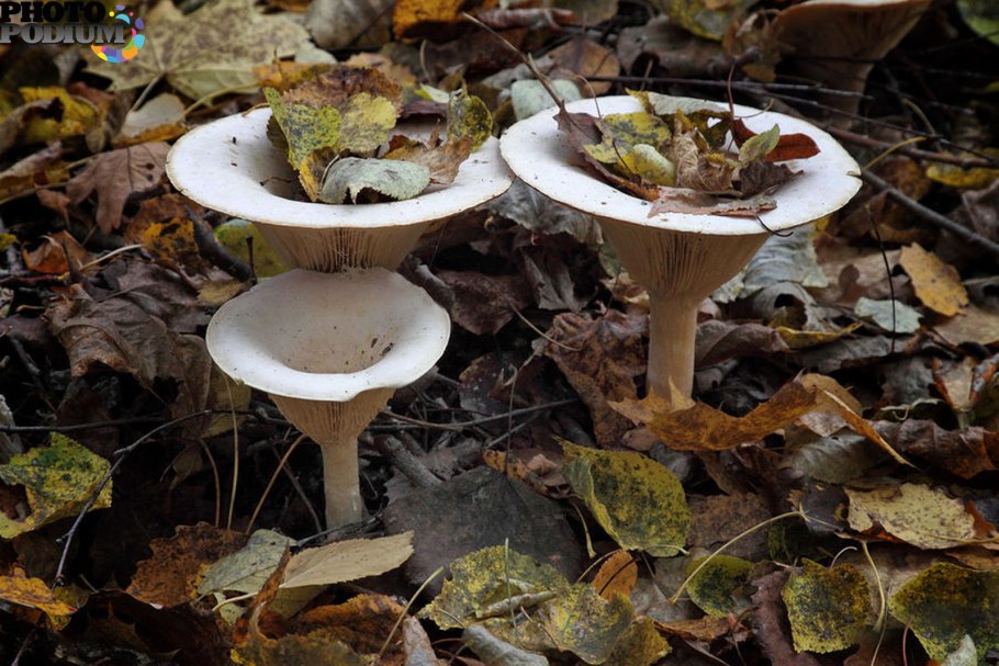 Говорушка подогнутая рыжая