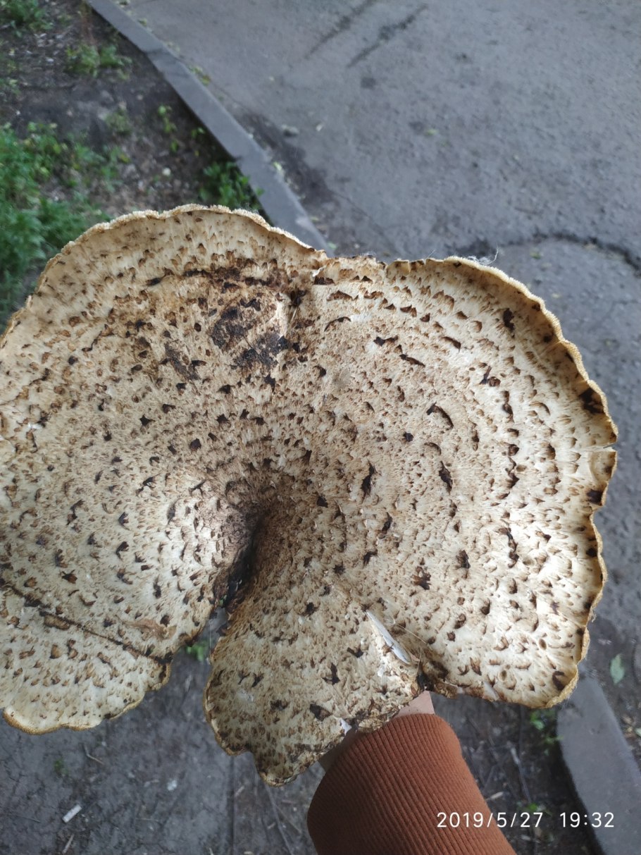 Говорушка буро желтая гриб