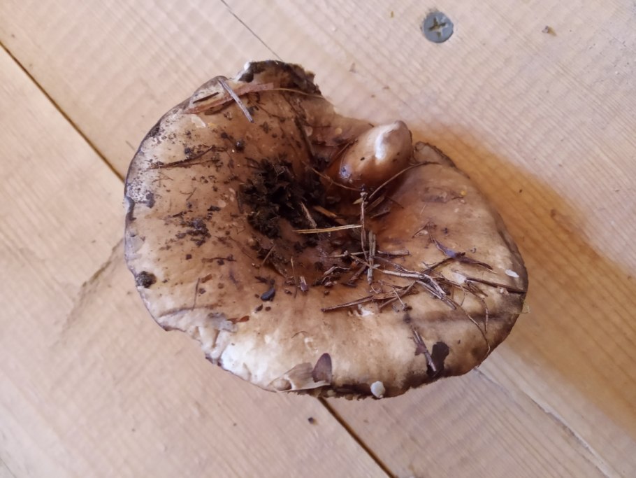 Говорушка подогнутая (Clitocybe geotropa)