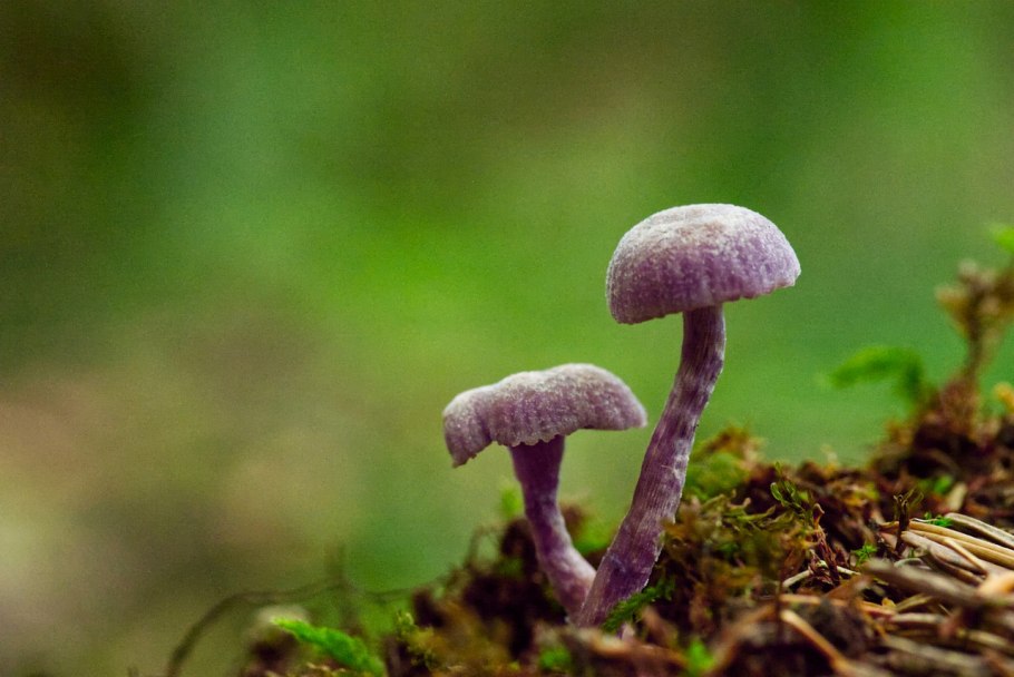 Говорушка желобчатая Clitocybe vibecina
