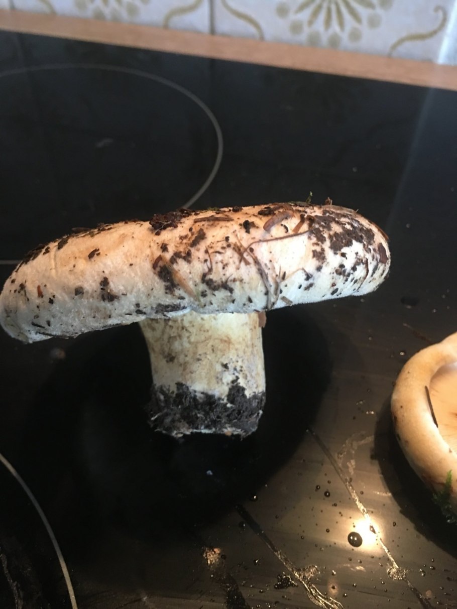 Грибы которые съедобные