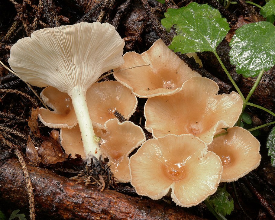 Говорушка ворончатая (Clitocybe Gibba)