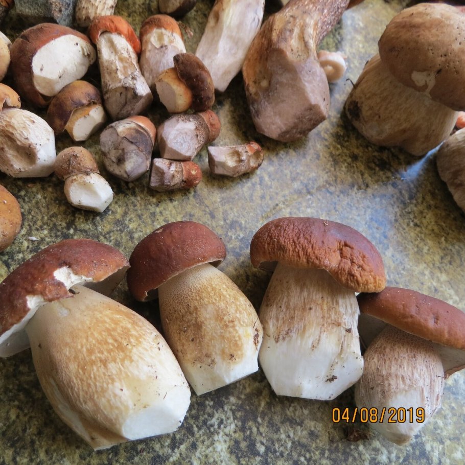 Гриб говорушка бокаловидная