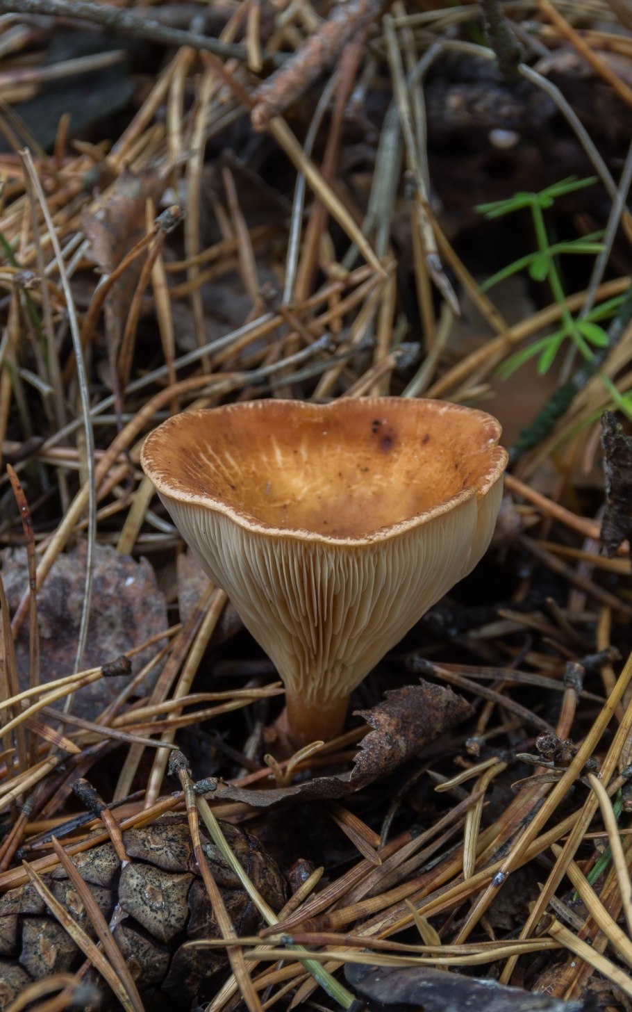 Грибы с воронкообразной шляпкой