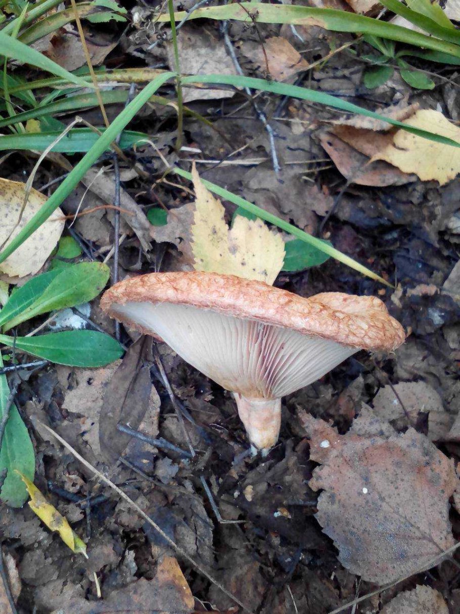 Говорушка гигантская Leucopaxillus giganteus