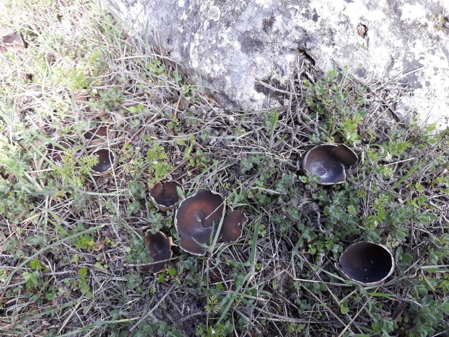 Гриб со шляпкой похожей на воронку