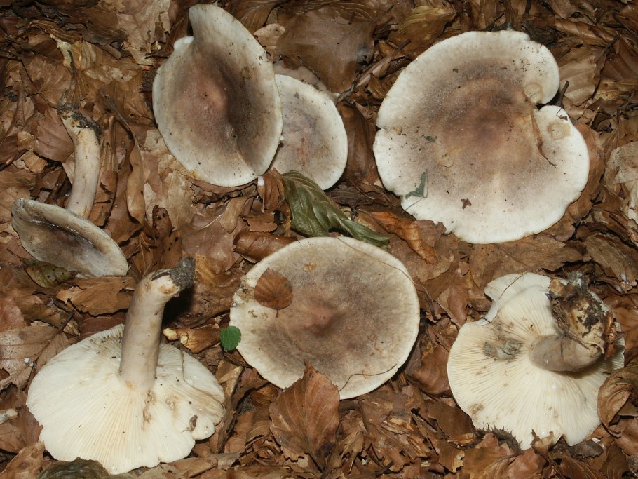 Lactarius Mammosus
