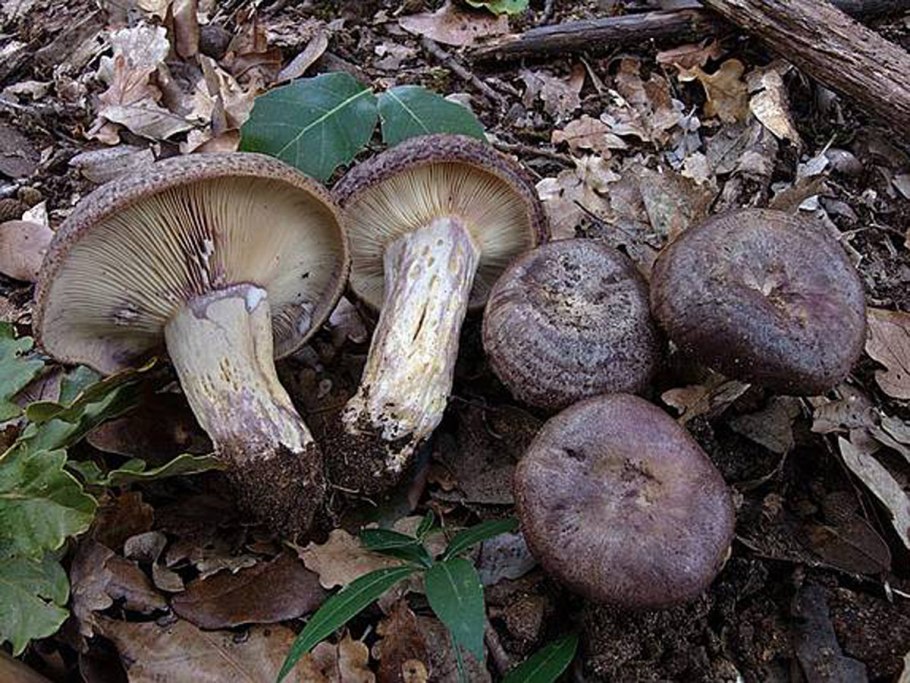 Млечник лиловеющий (Lactarius violascens)