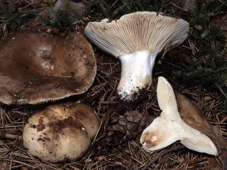 Подгруздок чёрный Russula adusta.