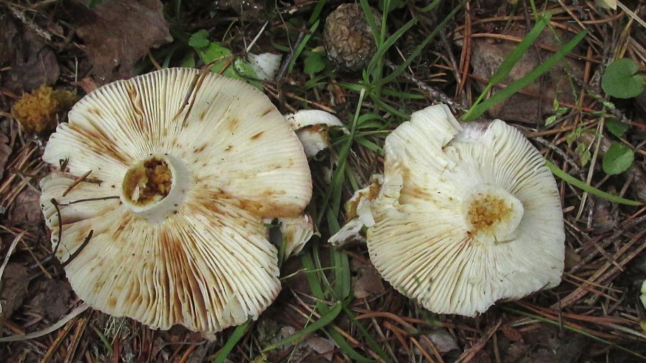 Королевский груздь