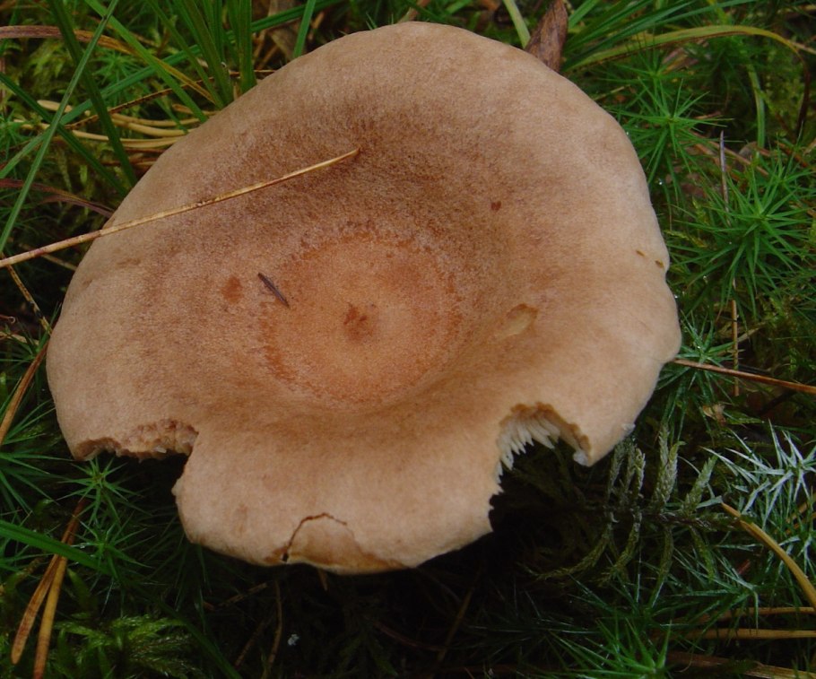 Млечник серо розовый lactarius helvus