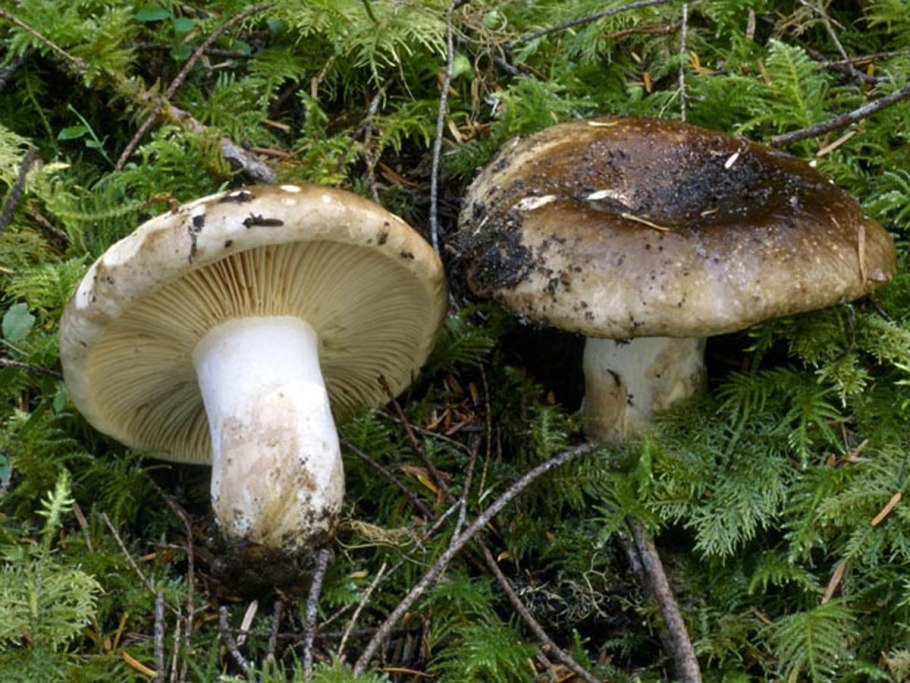 Сыроежка черная, подгруздок черный