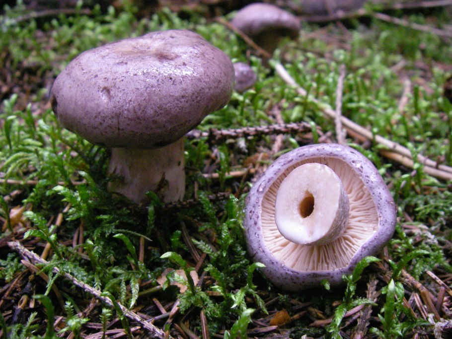 Lactarius flexuosus серушка