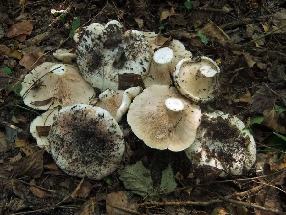 Млечник лиловеющий