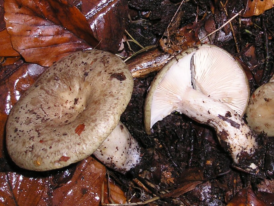 Подгруздок бело-чёрный Russula albonigra