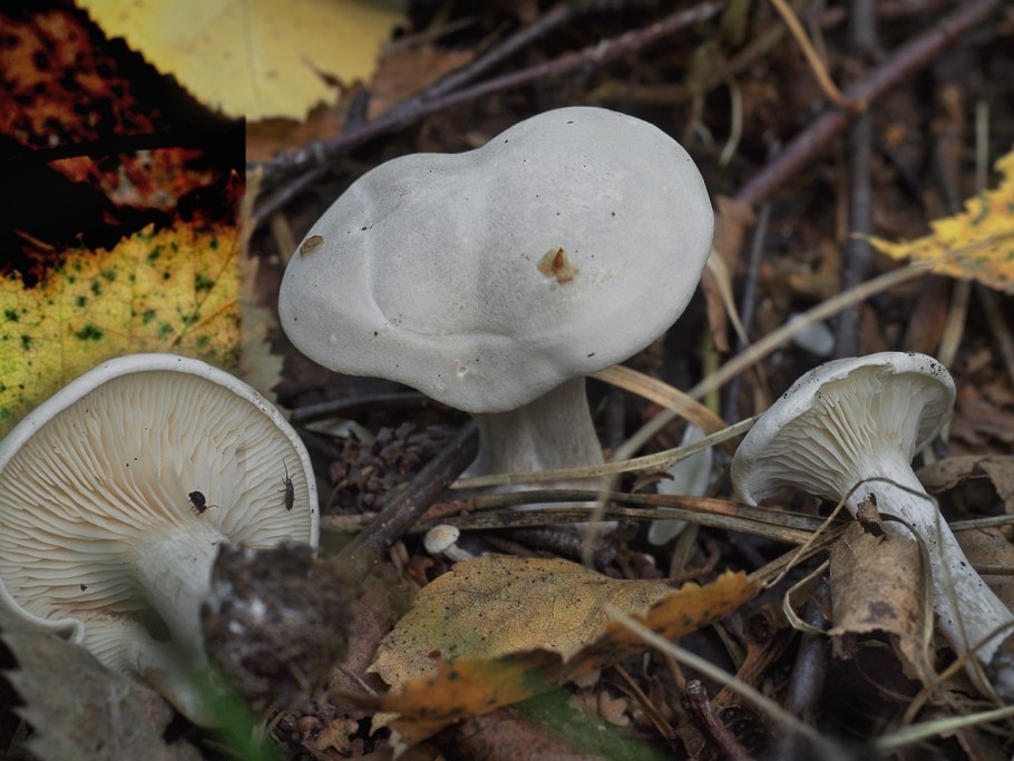 Подгруздок чёрный Russula adusta.
