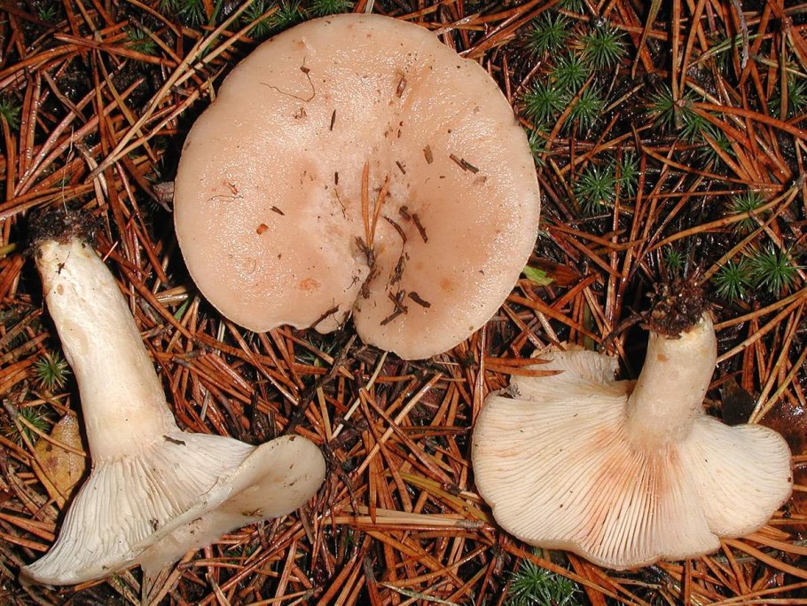 Млечник обыкновенный (Lactarius trivialis)