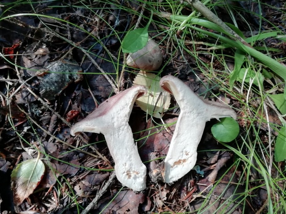 Грузди Сибирские