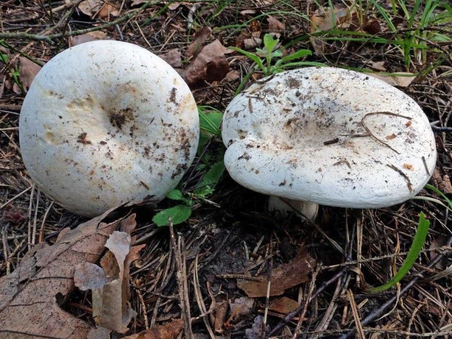 Ивишень гриб Clitopilus prunulus