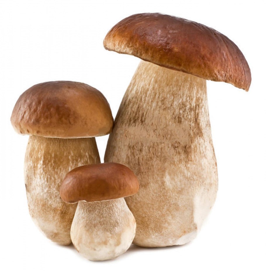 Белый гриб на белом фоне