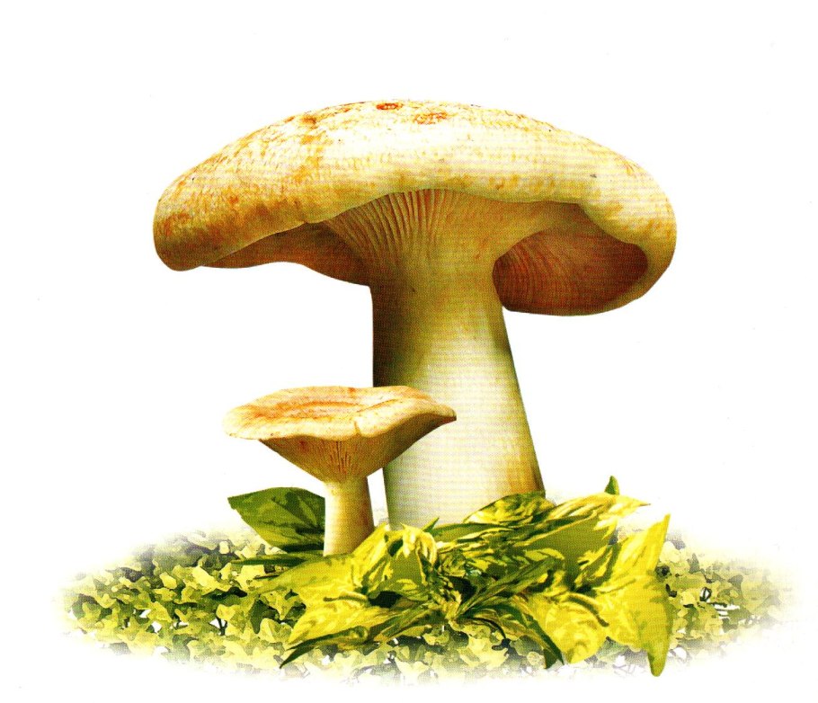 Грибочки для детей