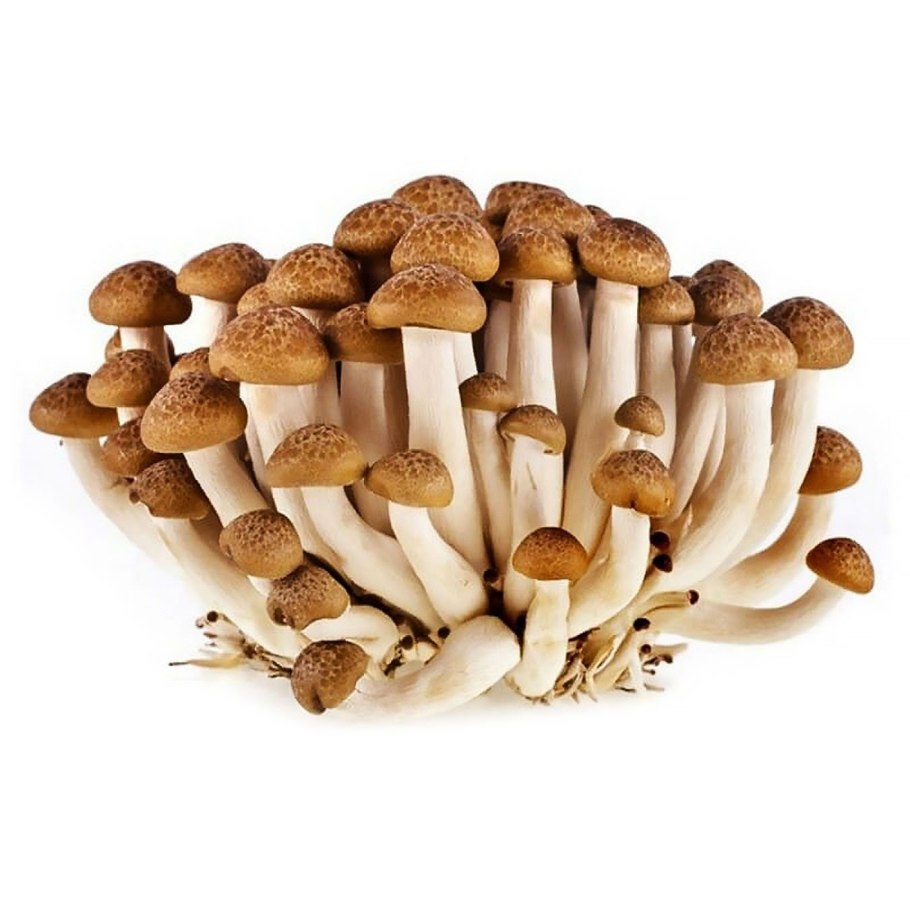 Белый гриб на белом фоне