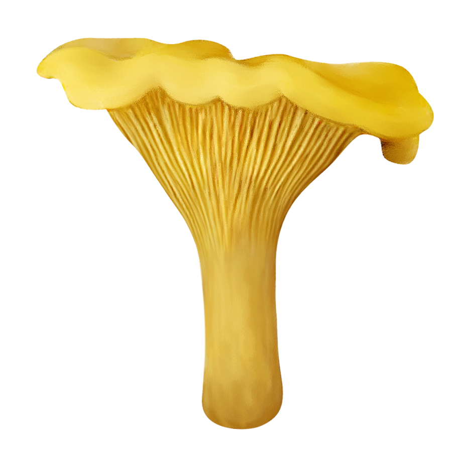 Грибы на белом фоне