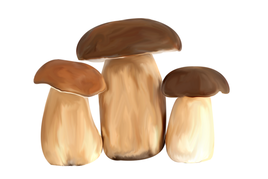 Белый гриб на прозрачном фоне