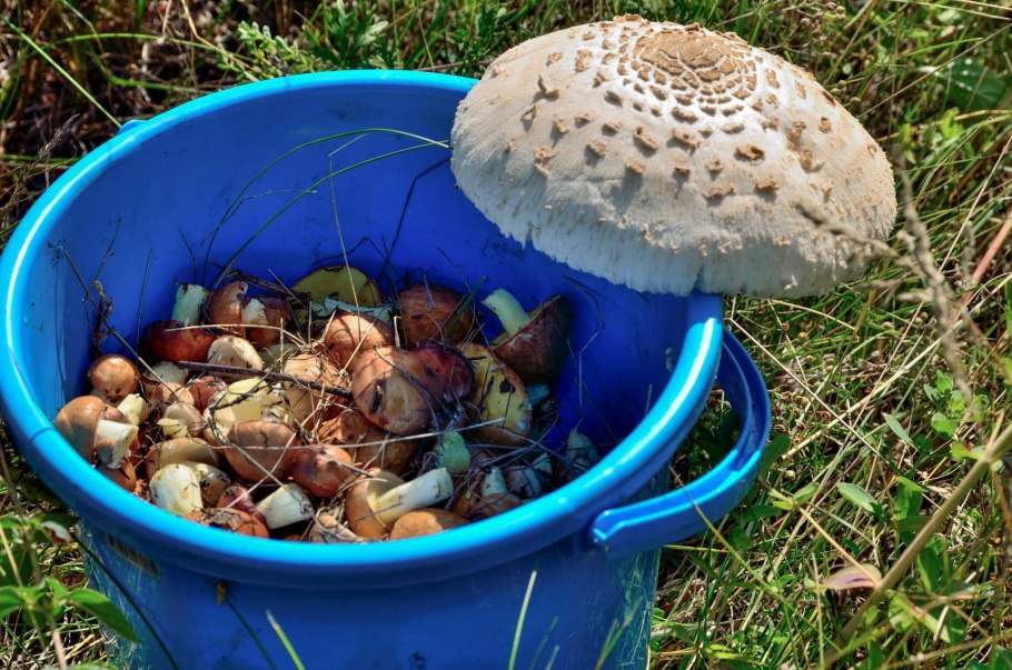 Съедобные грибы Башкирии